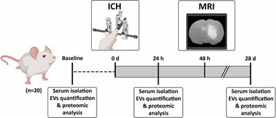 Protein content of blood-derived extracellular vesicles: An approach to the pathophysiology of cerebral hemorrhage